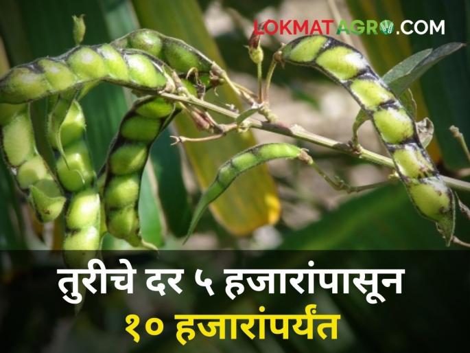 maharashtra agriculture farmer tur rate market yard | अर्थसंकल्पाच्या दिवशी तुरीलाही कमी मिळतोय दर
