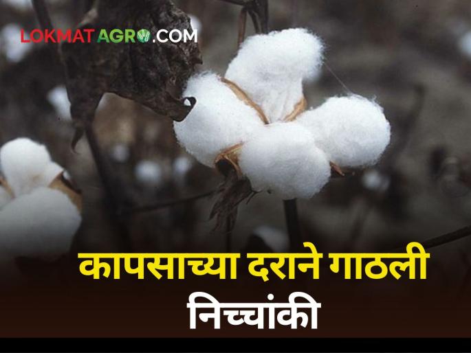 Cotton rates at 5 thousand; There is no guaranteed price in any market committee | कापसाच्या दराने गाठली निच्चांकी; एकाही बाजार समितीत नाही हमीभावाएवढा दर Cotton rates at 5 thousand; There is no guaranteed price in any market committee | कापसाच्या दराने गाठली निच्चांकी; एकाही बाजार समितीत नाही हमीभावाएवढा दर