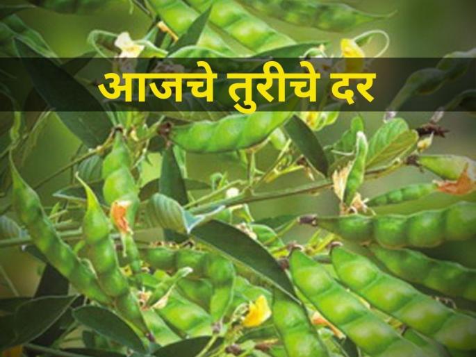 Turi rates between 8 to 10 thousand; Know today's detailed rates | तुरीचे दर ८ ते १० हजारांच्या मध्ये; जाणून घ्या आजचे सविस्तर दर Turi rates between 8 to 10 thousand; Know today's detailed rates | तुरीचे दर ८ ते १० हजारांच्या मध्ये; जाणून घ्या आजचे सविस्तर दर