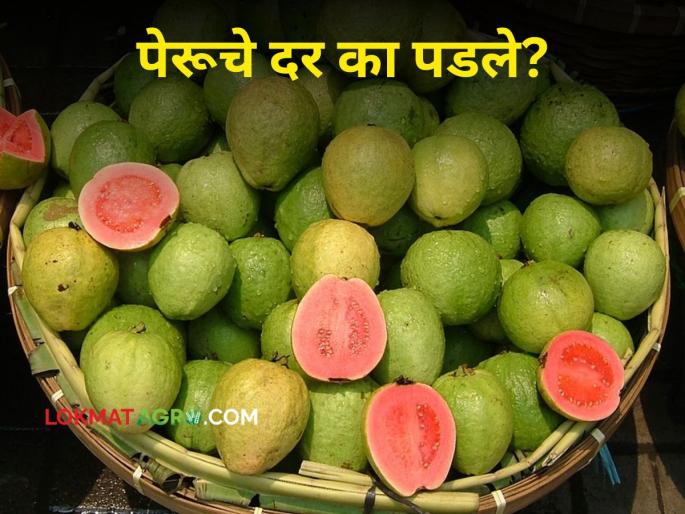 Guava Rate: Taiwan pink guava rates came to 10 rupees! Why did guava prices fall in Diwali? | Guava Rate : तैवान पिंक पेरूचे दर आले १० रूपयांवर! ऐन दिवाळीत का पडलेत पेरूचे दर? Guava Rate: Taiwan pink guava rates came to 10 rupees! Why did guava prices fall in Diwali? | Guava Rate : तैवान पिंक पेरूचे दर आले १० रूपयांवर! ऐन दिवाळीत का पडलेत पेरूचे दर?