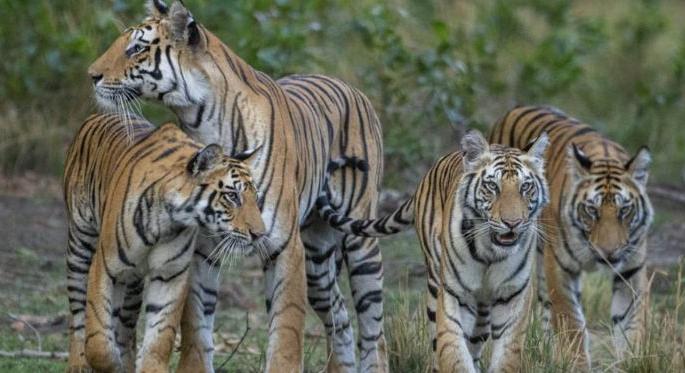 Five tigers to be released in Tiger Project in East Vidarbha | पाच वाघिणी पूर्व विदर्भातील व्याघ्र प्रकल्पात सोडणार Five tigers to be released in Tiger Project in East Vidarbha | पाच वाघिणी पूर्व विदर्भातील व्याघ्र प्रकल्पात सोडणार