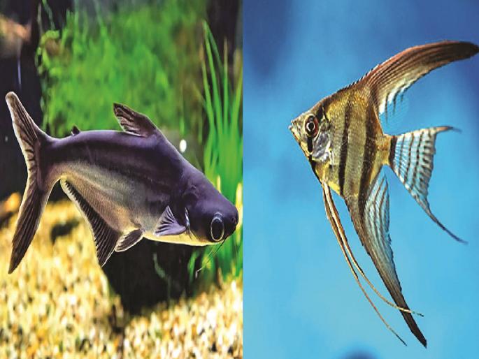 An elegant colorful fish market, Turnover of crores, youth started getting work | रंगीबेरंगी दुनियेत कोट्यवधींची उलाढाल, तरुणांच्या हाताला मिळू लागले काम An elegant colorful fish market, Turnover of crores, youth started getting work | रंगीबेरंगी दुनियेत कोट्यवधींची उलाढाल, तरुणांच्या हाताला मिळू लागले काम