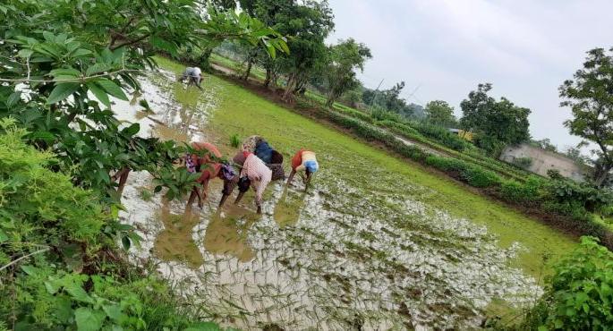 women singing a song on farming season | रोवा वं बाई रोवण्या रोवा.. संध्याकाळी पाटलाघरच्या घुगऱ्या खावा...