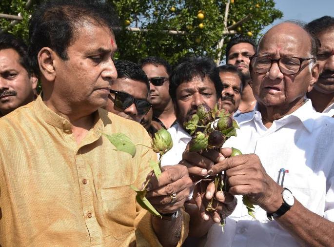 Sharad Pawar observes throughout the day: neither tired nor stopped | शरद पवारांनी दिवसभर केली पाहणी : ना थकले, ना थांबले Sharad Pawar observes throughout the day: neither tired nor stopped | शरद पवारांनी दिवसभर केली पाहणी : ना थकले, ना थांबले