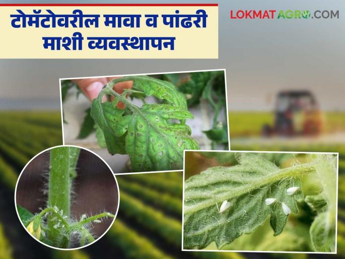 Tomato Crop Management: Take these measures to control aphids and whiteflies on tomatoes | Tomato Crop Management : टोमॅटोवरील मावा, पांढरी माशी या किडीचे नियंत्रण करण्यासाठी करा 'हे' उपाय Tomato Crop Management: Take these measures to control aphids and whiteflies on tomatoes | Tomato Crop Management : टोमॅटोवरील मावा, पांढरी माशी या किडीचे नियंत्रण करण्यासाठी करा 'हे' उपाय