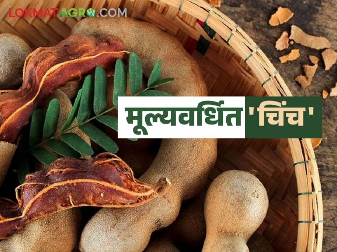 Earn extra profit by setting up a processing industry for tamarind 'this' value added products which are in demand throughout the year | वर्षभर मागणी असलेल्या चिंचेच्या 'या' मूल्यवर्धित पदार्थांचा प्रक्रिया उद्योग उभारून कमवा आधिकाधिक नफा Earn extra profit by setting up a processing industry for tamarind 'this' value added products which are in demand throughout the year | वर्षभर मागणी असलेल्या चिंचेच्या 'या' मूल्यवर्धित पदार्थांचा प्रक्रिया उद्योग उभारून कमवा आधिकाधिक नफा