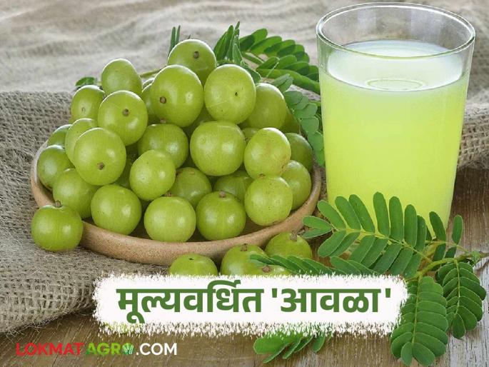 Build an industry by adding value to Amla; Read detailed information about various 15 amla products | आवळ्याचे मूल्यवर्धन करून उभारा उद्योग; वाचा आवळ्याच्या विविध १५ उत्पादनाची सविस्तर माहिती Build an industry by adding value to Amla; Read detailed information about various 15 amla products | आवळ्याचे मूल्यवर्धन करून उभारा उद्योग; वाचा आवळ्याच्या विविध १५ उत्पादनाची सविस्तर माहिती