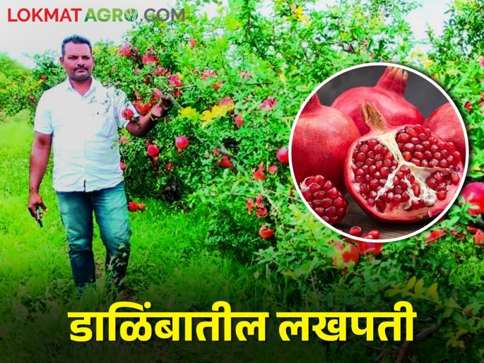 Pomegranate has become the king of agriculture after overcoming drought | दुष्काळावर करुनीया मात शेटफळेचा रुपेश झाला डाळिंब शेतीतील सम्राट Pomegranate has become the king of agriculture after overcoming drought | दुष्काळावर करुनीया मात शेटफळेचा रुपेश झाला डाळिंब शेतीतील सम्राट