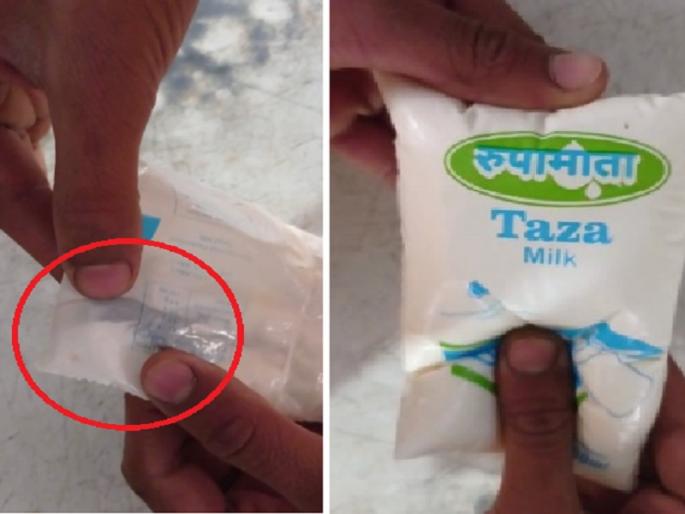 Shocking! fur of chicken in a milk pouch; Dairy says 'milk is clean, pouch is bad' | धक्कादायक ! दुधाच्या पाऊचमध्ये कोंबडीचा पीस; डेअरीचे म्हणणे, 'दुध स्वच्छ, पाऊच खराब'