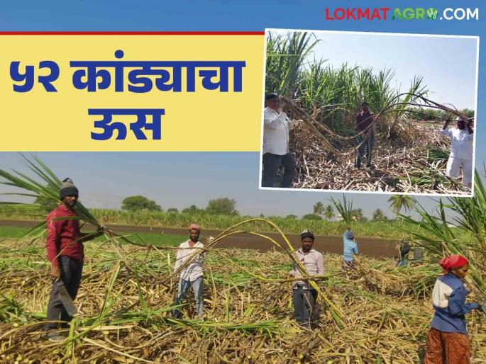 Sugarcane Success Story : Highly educated farmer reaches record high with 126 tons of sugarcane production per acre | Sugarcane Success Story : उच्चशिक्षित शेतकऱ्याने एकरी १२६ टन ऊस उत्पादन घेऊन गाठला उच्चांक Sugarcane Success Story : Highly educated farmer reaches record high with 126 tons of sugarcane production per acre | Sugarcane Success Story : उच्चशिक्षित शेतकऱ्याने एकरी १२६ टन ऊस उत्पादन घेऊन गाठला उच्चांक
