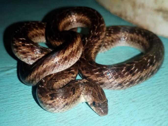 A rare 'Russell's Kukri' snake found in Moi   | मोईमध्ये आढळला दुर्मीळ ‘रसल्स कुकरी’ जातीचा साप   A rare 'Russell's Kukri' snake found in Moi   | मोईमध्ये आढळला दुर्मीळ ‘रसल्स कुकरी’ जातीचा साप