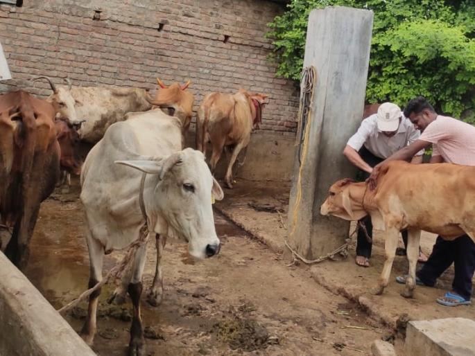 'Lumpi' is increasing in the district of akola; 410 infected animals; Fear among herdsmen | अकोल्यात ‘लम्पी’ वाढतोय; ४१० जनावरांना लागण; पशुपालकांमध्ये भीती