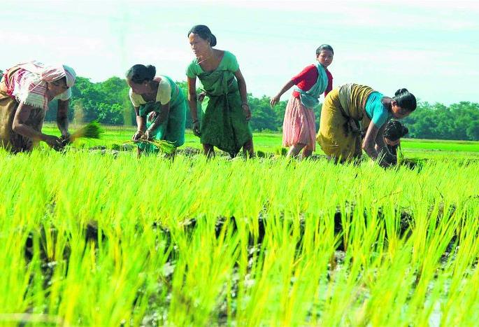Kharip on 5 lakh 7 thousand hectares | पाच लाख सात हजार हेक्टरवर ‘खरीप’