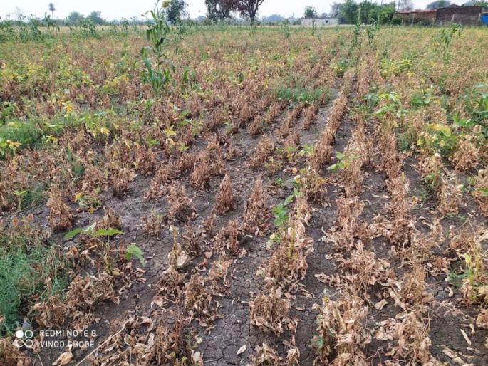Virus attack on summer soybean crop; Demand for compensation | उन्हाळी सोयाबीन पिकावर व्हायरसचा अॅटॅक; नुकसानभरपाईची मागणी Virus attack on summer soybean crop; Demand for compensation | उन्हाळी सोयाबीन पिकावर व्हायरसचा अॅटॅक; नुकसानभरपाईची मागणी