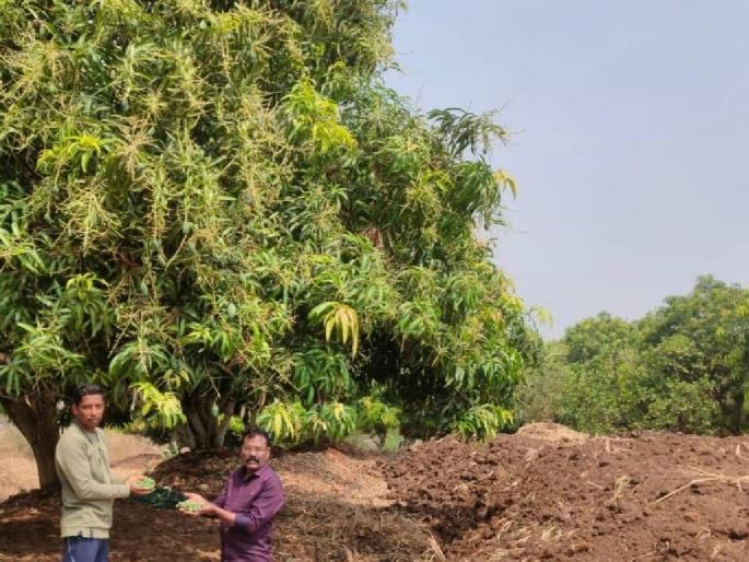 Damage to 54 hectares of nurseries with mangoes in the district due to unseasonal rain storm! | अवकाळी पावसाच्या वादळामुळे जिल्ह्यातील ५४ हेक्टरवरील आंब्यांसह नर्सरींचे नुकसान! Damage to 54 hectares of nurseries with mangoes in the district due to unseasonal rain storm! | अवकाळी पावसाच्या वादळामुळे जिल्ह्यातील ५४ हेक्टरवरील आंब्यांसह नर्सरींचे नुकसान!
