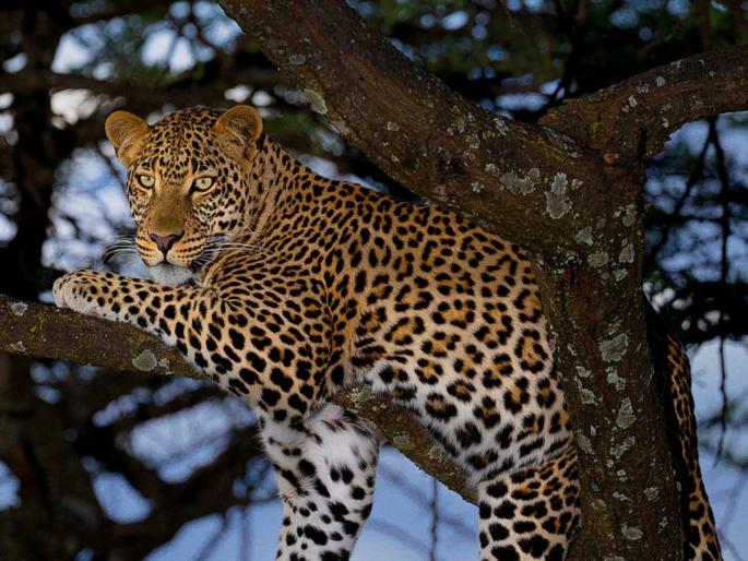 Leopard spotted in broad daylight in Shewalewadi, Hadapsar, atmosphere of fear in the area | हडपसरच्या शेवाळेवाडीत भरदिवसा दिसला बिबट्या, परिसरात भीतीचे वातावरण Leopard spotted in broad daylight in Shewalewadi, Hadapsar, atmosphere of fear in the area | हडपसरच्या शेवाळेवाडीत भरदिवसा दिसला बिबट्या, परिसरात भीतीचे वातावरण