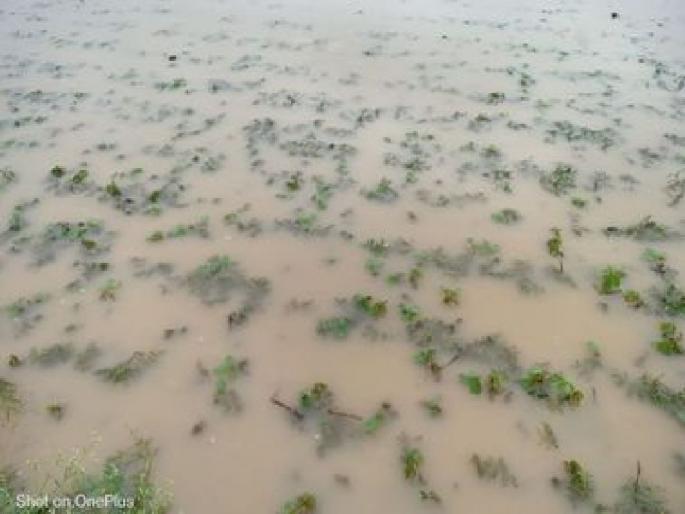 Unseasonal rain on the second day also, the farmers continue to suffer | दुसरा दिवसही अवकाळीचाच, शेतकऱ्यांत धडकी कायम Unseasonal rain on the second day also, the farmers continue to suffer | दुसरा दिवसही अवकाळीचाच, शेतकऱ्यांत धडकी कायम