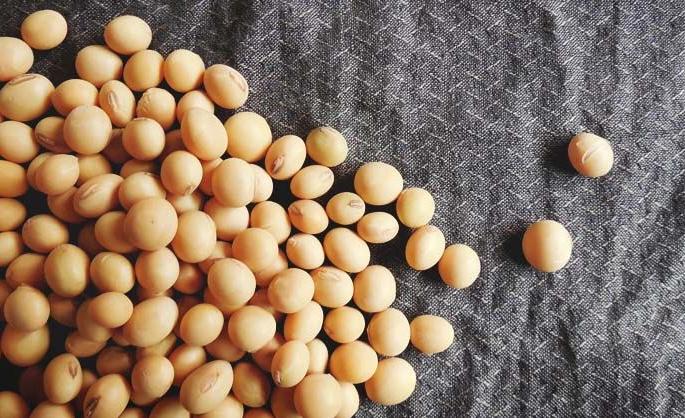Homemade soybeans to germinate this season! | यंदाच्या हंगामात अंकुरणार घरगुती सोयाबीन!