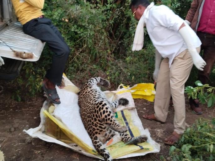 Four-year-old leopard found dead in Savali Shiwar, cause of death unclear | सावळी शिवारात आढळला चारवर्षीय मृत बिबट्या, मृत्यूचे कारण अस्पष्ट Four-year-old leopard found dead in Savali Shiwar, cause of death unclear | सावळी शिवारात आढळला चारवर्षीय मृत बिबट्या, मृत्यूचे कारण अस्पष्ट