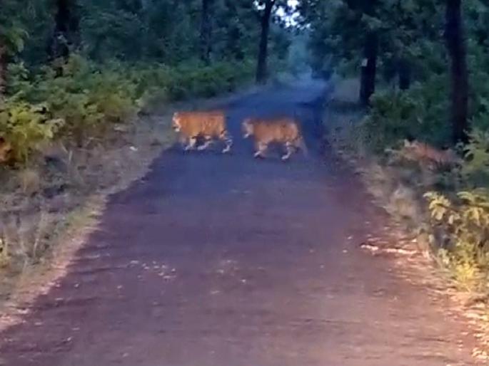 Sighting of 6 tigers one after the other in Usegaon forest of gadchiroli | उसेगावच्या जंगलात एकापाठोपाठ ६ वाघांचे दर्शन Sighting of 6 tigers one after the other in Usegaon forest of gadchiroli | उसेगावच्या जंगलात एकापाठोपाठ ६ वाघांचे दर्शन
