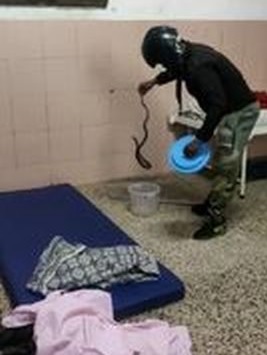 Big disaster averted! A venomous snake was found under the bed of a sleeping patients | मोठा अनर्थ टळला! झोपलेल्या मनोरुग्णांच्या गादीखाली आढळला विषारी साप Big disaster averted! A venomous snake was found under the bed of a sleeping patients | मोठा अनर्थ टळला! झोपलेल्या मनोरुग्णांच्या गादीखाली आढळला विषारी साप
