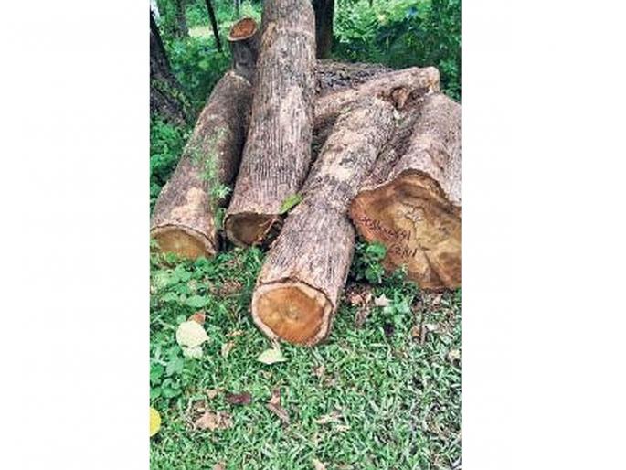 Smuggling of teak in the dark of night in Sironcha Forest Department; A question mark on the duties of officers and employees | रात्रीच्या अंधारात सागवान तस्करीचा खेळ; सिरोंचा वनविभाग सुस्त Smuggling of teak in the dark of night in Sironcha Forest Department; A question mark on the duties of officers and employees | रात्रीच्या अंधारात सागवान तस्करीचा खेळ; सिरोंचा वनविभाग सुस्त