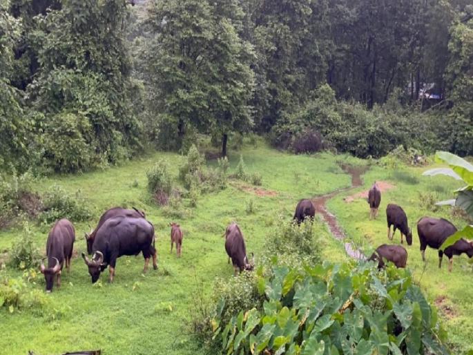 Gaur are abundant in Sawantwadi, causing panic among citizens | सावंतवाडीत भरवस्तीत गव्यांच्या कळप, नितेश राणे यांच्या ओएसडींनी कॅमेऱ्यात कैद केला; नागरिकांमध्ये दहशत