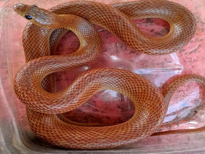 Banded racer found in Anganewadi | आंगणेवाडीत आढळला बँडेड रेसर! Banded racer found in Anganewadi | आंगणेवाडीत आढळला बँडेड रेसर!