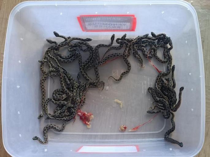 venomous Ghonas snake rescued by Sarpamitra in gangakhed | सर्पमित्राने वाचवलेल्या विषारी घोणस सापाने दिला तब्बल 30 पिलांना जन्म venomous Ghonas snake rescued by Sarpamitra in gangakhed | सर्पमित्राने वाचवलेल्या विषारी घोणस सापाने दिला तब्बल 30 पिलांना जन्म