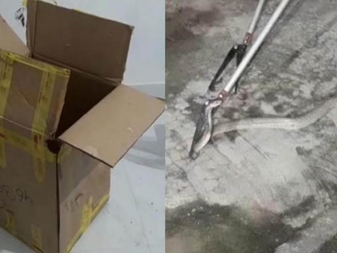 Shocking! Cobra Snake Found In Parcel Box In Nagpur | कुरिअरने मागवलं सामान, बॉक्स उघडताच निघाला कोब्रा साप; पाहणाऱ्याचा उडाला थरकाप... Shocking! Cobra Snake Found In Parcel Box In Nagpur | कुरिअरने मागवलं सामान, बॉक्स उघडताच निघाला कोब्रा साप; पाहणाऱ्याचा उडाला थरकाप...