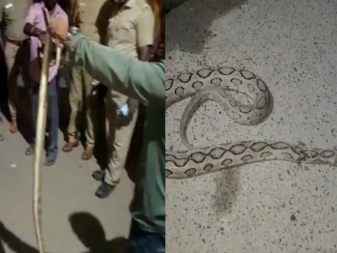 playing with snake in new year celebration one dead in tamilnadu | नशेत साप पकडला, म्हणाला- "हे माझे नवीन वर्षाचे गिफ्ट" मग पुढ जे झालं भयंकर... playing with snake in new year celebration one dead in tamilnadu | नशेत साप पकडला, म्हणाला- "हे माझे नवीन वर्षाचे गिफ्ट" मग पुढ जे झालं भयंकर...