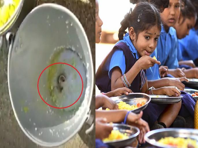 snake found in mid day meal; Health of 30 students deteriorated, sent to hospital | मध्यान्ह भोजनात निघाला साप; 30 विद्यार्थ्यांची तब्येत बिघडली, रुग्णालयात पाठवलं snake found in mid day meal; Health of 30 students deteriorated, sent to hospital | मध्यान्ह भोजनात निघाला साप; 30 विद्यार्थ्यांची तब्येत बिघडली, रुग्णालयात पाठवलं