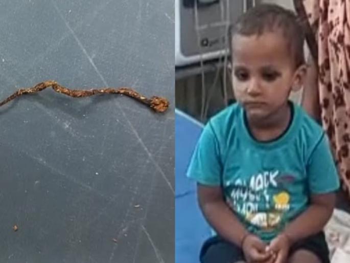 uttar-pradesh-three-year-old-child-chewed-a-snake-thinking-it-was-chocolate | चॉकलेट समजून तीन वर्षीय चिमुकल्याने चक्क जिवंत साप तोंडात घातला, नंतर... uttar-pradesh-three-year-old-child-chewed-a-snake-thinking-it-was-chocolate | चॉकलेट समजून तीन वर्षीय चिमुकल्याने चक्क जिवंत साप तोंडात घातला, नंतर...