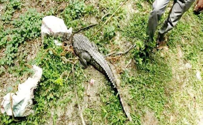 The crocodile was found in the garden area of the house, causing panic among the family in uttar pradesh | घरासमोरील गार्डनमध्ये आढळली मगर, कुटुंबीयांमध्ये घबराट The crocodile was found in the garden area of the house, causing panic among the family in uttar pradesh | घरासमोरील गार्डनमध्ये आढळली मगर, कुटुंबीयांमध्ये घबराट