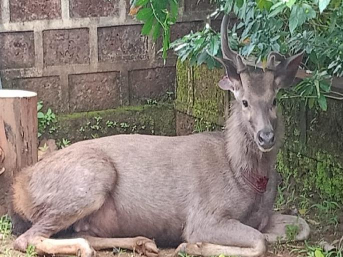 Sambar injured in dog attack, Incident at Majgaon Sindhudurg district | Sindhudurg: कुत्र्यांच्या हल्यात सांबर जखमी Sambar injured in dog attack, Incident at Majgaon Sindhudurg district | Sindhudurg: कुत्र्यांच्या हल्यात सांबर जखमी