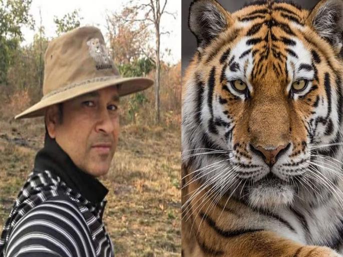 Master blaster Sachin Tendulkar meets the tigers! Second visit of the year | मास्टर ब्लास्टर सचिन तेंडुलकर वाघांच्या भेटीला ताडोबात! वर्षातील दुसरी भेट Master blaster Sachin Tendulkar meets the tigers! Second visit of the year | मास्टर ब्लास्टर सचिन तेंडुलकर वाघांच्या भेटीला ताडोबात! वर्षातील दुसरी भेट