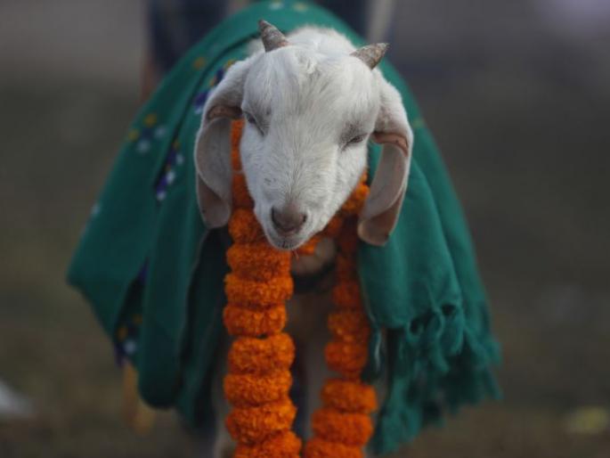 Animal sacrifice stopped at the temple of Kamathi near Nagpur | नागपूर नजीक कामठीच्या मंदिरात रोखला पशुबळी