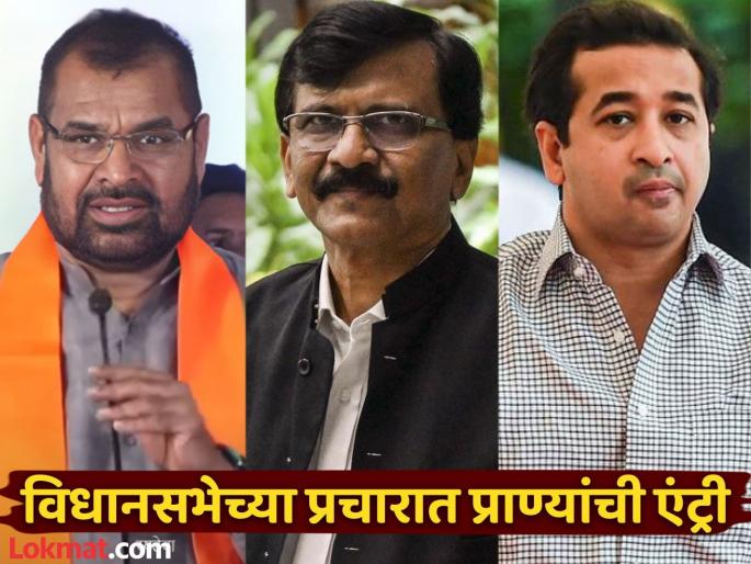 Maharashtra Assembly Election 2024: Nitesh Rane likened Sanjay Raut who called Sadabhau a dog, said...  | सदाभाऊंना कुत्रा म्हणणाऱ्या संजय राऊतांना नितेश राणेंनी दिली अशी उपमा, म्हणाले...  Maharashtra Assembly Election 2024: Nitesh Rane likened Sanjay Raut who called Sadabhau a dog, said...  | सदाभाऊंना कुत्रा म्हणणाऱ्या संजय राऊतांना नितेश राणेंनी दिली अशी उपमा, म्हणाले...