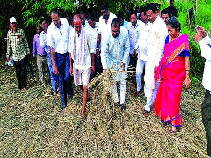 Monitoring of crop loss by the Minister of State for Agriculture | भातपीक नुकसानीची कृषी राज्यमंत्र्यांकडून पाहणी