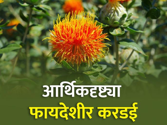 Profitable rabi oilseed crop safflower cultivation | फायदेशीर रब्बी गळीतधान्य पीक करडई Profitable rabi oilseed crop safflower cultivation | फायदेशीर रब्बी गळीतधान्य पीक करडई