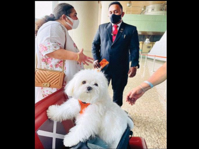 Entire Business Class Book for Dog's Air Travel, Mumbai-Chennai Travel | श्वानाच्या हवाई सफरीसाठी अख्खा बिझनेस क्लास बुक, मुंबई-चेन्नई प्रवास; मालकाने मोजले एवढे रुपये Entire Business Class Book for Dog's Air Travel, Mumbai-Chennai Travel | श्वानाच्या हवाई सफरीसाठी अख्खा बिझनेस क्लास बुक, मुंबई-चेन्नई प्रवास; मालकाने मोजले एवढे रुपये