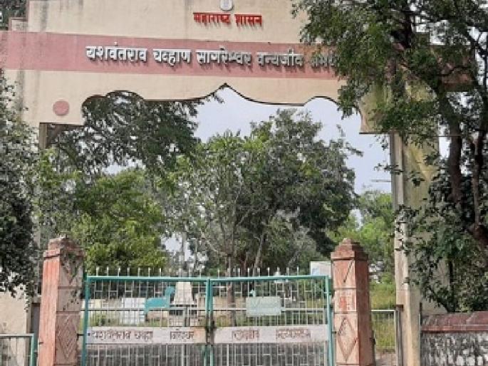 Animals in Sagareshwar outside the fence, Warning of self immolation of villagers | सागरेश्वरमधील प्राणी कुंपणाबाहेर; ग्रामस्थांचा आत्मदहनाचा इशारा Animals in Sagareshwar outside the fence, Warning of self immolation of villagers | सागरेश्वरमधील प्राणी कुंपणाबाहेर; ग्रामस्थांचा आत्मदहनाचा इशारा