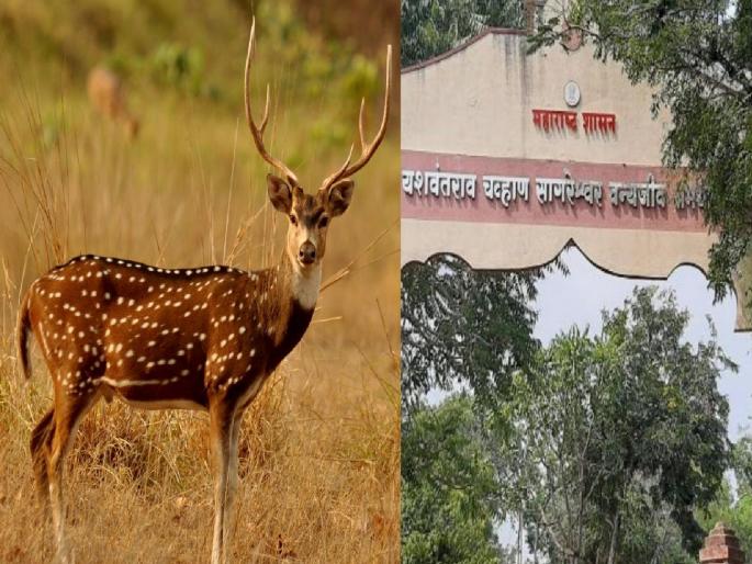 To quench the thirst of wild animals during the scorching summer, 32 waterholes have been created in the Sagreshwar Sanctuary in Sangli | कडक उन्हातही वन्यप्राण्यांची तहान भागणार, सांगलीतील सागरेश्वर अभयारण्यात ३२ पाणवठ्यांची निर्मिती To quench the thirst of wild animals during the scorching summer, 32 waterholes have been created in the Sagreshwar Sanctuary in Sangli | कडक उन्हातही वन्यप्राण्यांची तहान भागणार, सांगलीतील सागरेश्वर अभयारण्यात ३२ पाणवठ्यांची निर्मिती