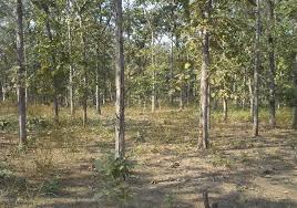 After the slaughter of savory trees in Akola central jail area, theft | अकोला मध्यवर्ती कारागृह परिसरातील सागवान वृक्षांची कत्तल करून चोरी After the slaughter of savory trees in Akola central jail area, theft | अकोला मध्यवर्ती कारागृह परिसरातील सागवान वृक्षांची कत्तल करून चोरी