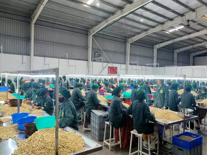 The largest cashew processing plant in the state is operational at Sahyadri Farms | राज्यातील सर्वात मोठा काजू प्रक्रिया प्रकल्प सह्याद्री फार्म्स मध्ये कार्यान्वित The largest cashew processing plant in the state is operational at Sahyadri Farms | राज्यातील सर्वात मोठा काजू प्रक्रिया प्रकल्प सह्याद्री फार्म्स मध्ये कार्यान्वित