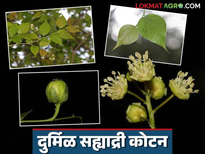 Latest News Sahyadri kotan Croton gibsonianus is found only at Kalsubai-Harishchandragad in world, read in detail  | Agriculture News : जगात केवळ कळसुबाई-हरिश्चंद्रगडावर आढळते 'सह्याद्री कोटन', अशी आहे वनस्पती? Latest News Sahyadri kotan Croton gibsonianus is found only at Kalsubai-Harishchandragad in world, read in detail  | Agriculture News : जगात केवळ कळसुबाई-हरिश्चंद्रगडावर आढळते 'सह्याद्री कोटन', अशी आहे वनस्पती?