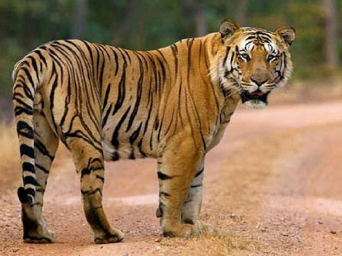 The number of tigers will increase in the Sahyadri project Special Tiger Protection Force required for security | सह्याद्री प्रकल्पात वाघांची संख्या वाढणार; सुरक्षेसाठी स्पेशल टायगर प्रोटेक्शन फोर्स आवश्यक 