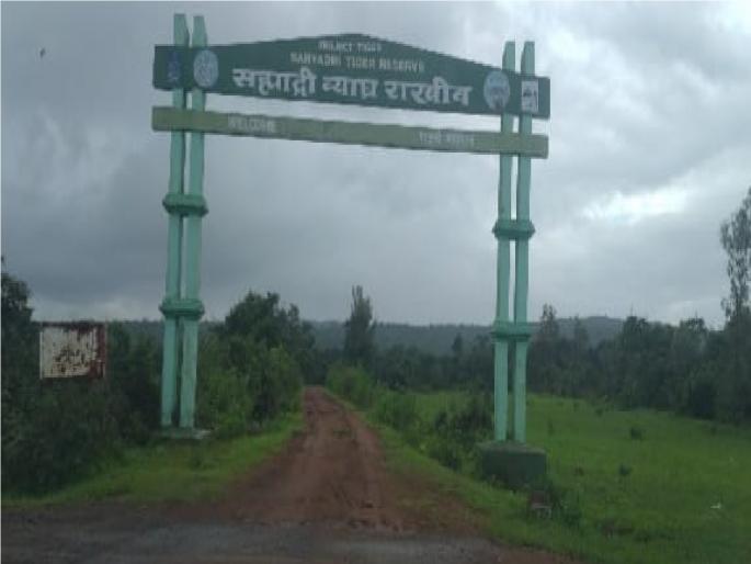 Tiger Count begins in Chandoli National Park | चांदोली राष्ट्रीय उद्यानात 'व्याघ्र गणना' सुरू Tiger Count begins in Chandoli National Park | चांदोली राष्ट्रीय उद्यानात 'व्याघ्र गणना' सुरू