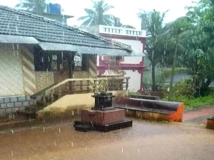 Heavy rain In Sahyadri belt again, 95 percent crop wastes | सह्याद्री पट्ट्यात पुन्हा दमदार पाऊस, ९५ टक्के भातपीक वाया Heavy rain In Sahyadri belt again, 95 percent crop wastes | सह्याद्री पट्ट्यात पुन्हा दमदार पाऊस, ९५ टक्के भातपीक वाया