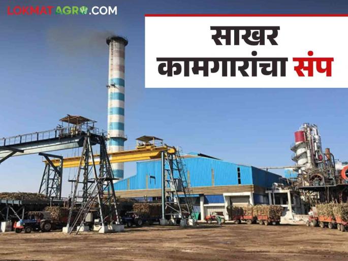 Sugar Factory Worker Strike : Sugar workers in the state are on strike from December 16 during the sugar harvesting season | Sugar Factory Worker Strike : ऐन गाळप हंगामात राज्यातील साखर कामगार १६ डिसेंबरपासून संपावर Sugar Factory Worker Strike : Sugar workers in the state are on strike from December 16 during the sugar harvesting season | Sugar Factory Worker Strike : ऐन गाळप हंगामात राज्यातील साखर कामगार १६ डिसेंबरपासून संपावर